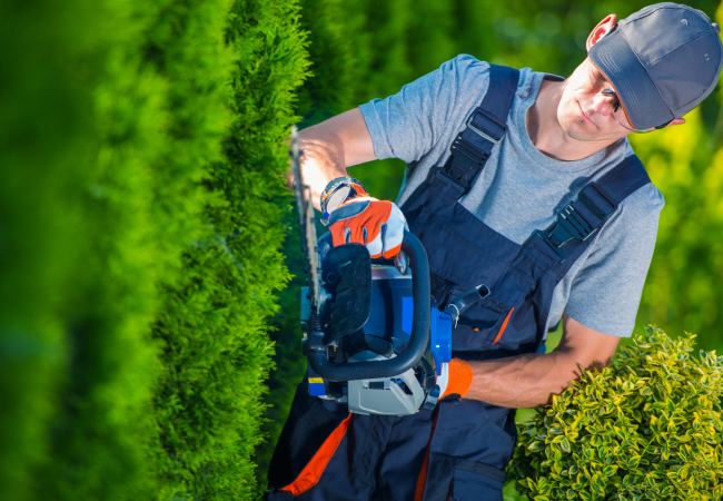 Hecke schneiden Stralsund